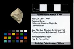 Foto (Objekt + Etikett) von Goniodromites sp.  (NHMW-GEO-1990-0041-0399)